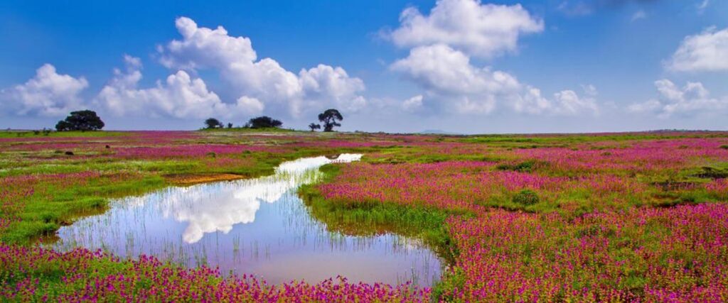Kaas Plateau flowers in monsoon – valley of flowers near Pune