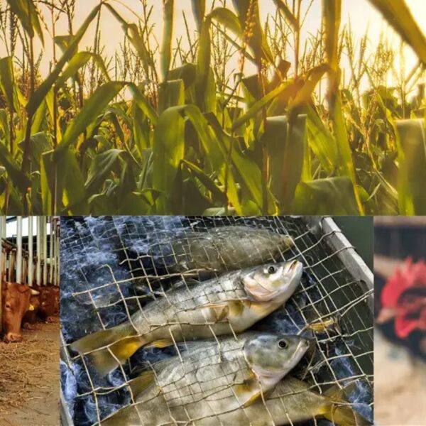 Benefits of Integrated Farming in Rural India