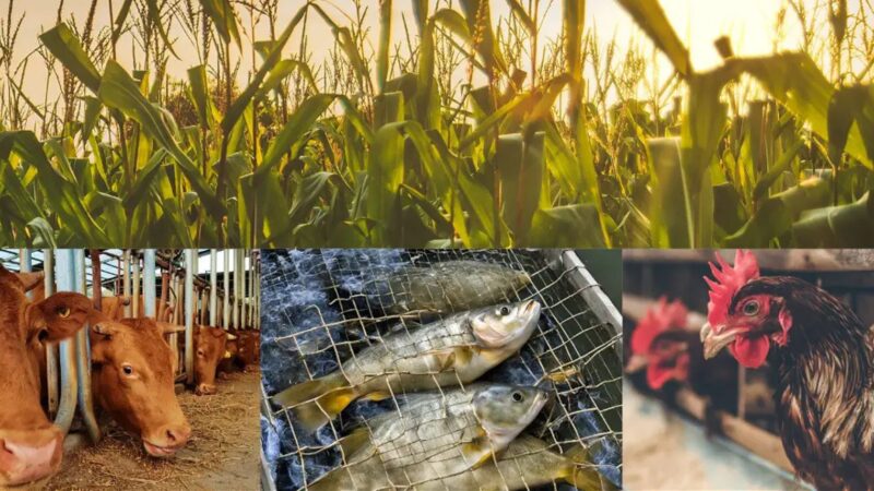 Benefits of Integrated Farming in Rural India